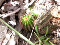 Arrojadoa bahiensis