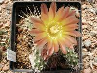 Austrocactus bertinii