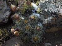 Austrocactus bertinii