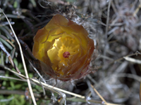 Austrocactus bertinii