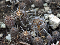 Austrocactus bertinii