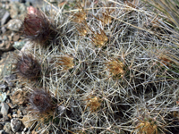 Austrocactus bertinii