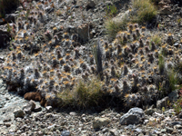 Austrocactus bertinii