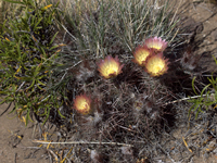 Austrocactus bertinii