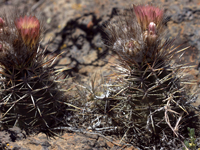 Austrocactus bertinii