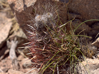 Austrocactus bertinii