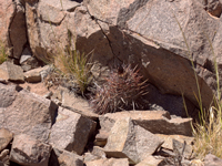 Austrocactus bertinii