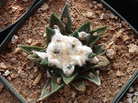 Ariocarpus bravoanus