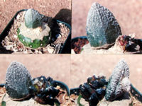 Ariocarpus bravoanus