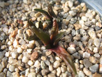Ariocarpus bravoanus