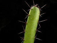 Acanthocereus colombianus