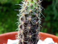 Austrocactus coxii