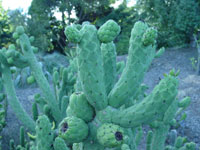 Austrocylindropuntia cylindrica