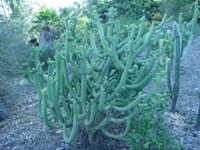 Austrocylindropuntia cylindrica