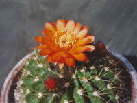 Acanthocalycium ferrarii