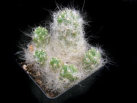 Austrocylindropuntia floccosa