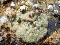 Austrocylindropuntia floccosa