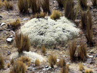 Austrocylindropuntia floccosa