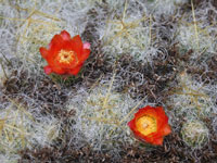 Austrocylindropuntia floccosa