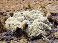 Austrocylindropuntia floccosa