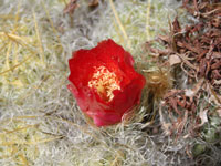 Austrocylindropuntia floccosa