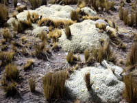 Austrocylindropuntia floccosa