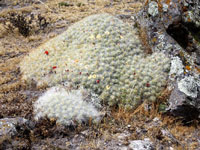 Austrocylindropuntia floccosa