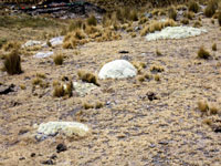 Austrocylindropuntia floccosa