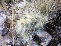 Austrocylindropuntia floccosa