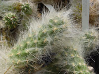 Austrocylindropuntia floccosa