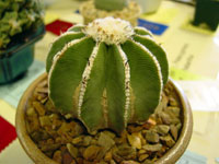 Aztekium hintonii