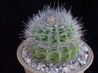 Acanthocalycium klimpelianum