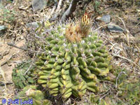 Acanthocalycium klimpelianum