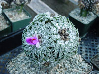 Ariocarpus kotschoubeyanus