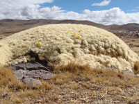 Austrocylindropuntia lagopus