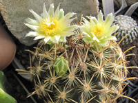 Ancistrocactus megarhizus