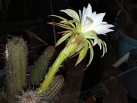 Arthrocereus melanurus