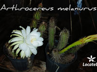 Arthrocereus melanurus