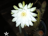 Arthrocereus melanurus