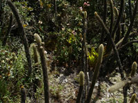 Arthrocereus melanurus