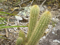 Arthrocereus melanurus