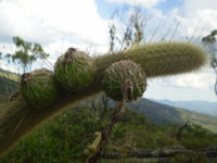 Arthrocereus melanurus