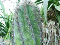 Astrophytum ornatum