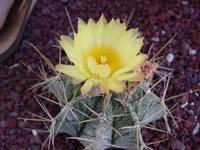 Astrophytum ornatum