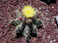 Astrophytum ornatum