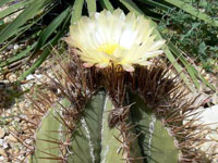 Astrophytum ornatum