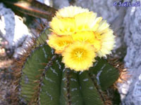 Astrophytum ornatum