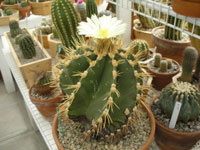 Astrophytum ornatum