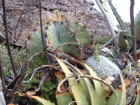 Astrophytum ornatum