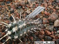 Austrocactus patagonicus